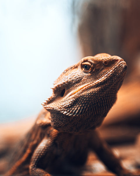 Plants for Bearded Dragons