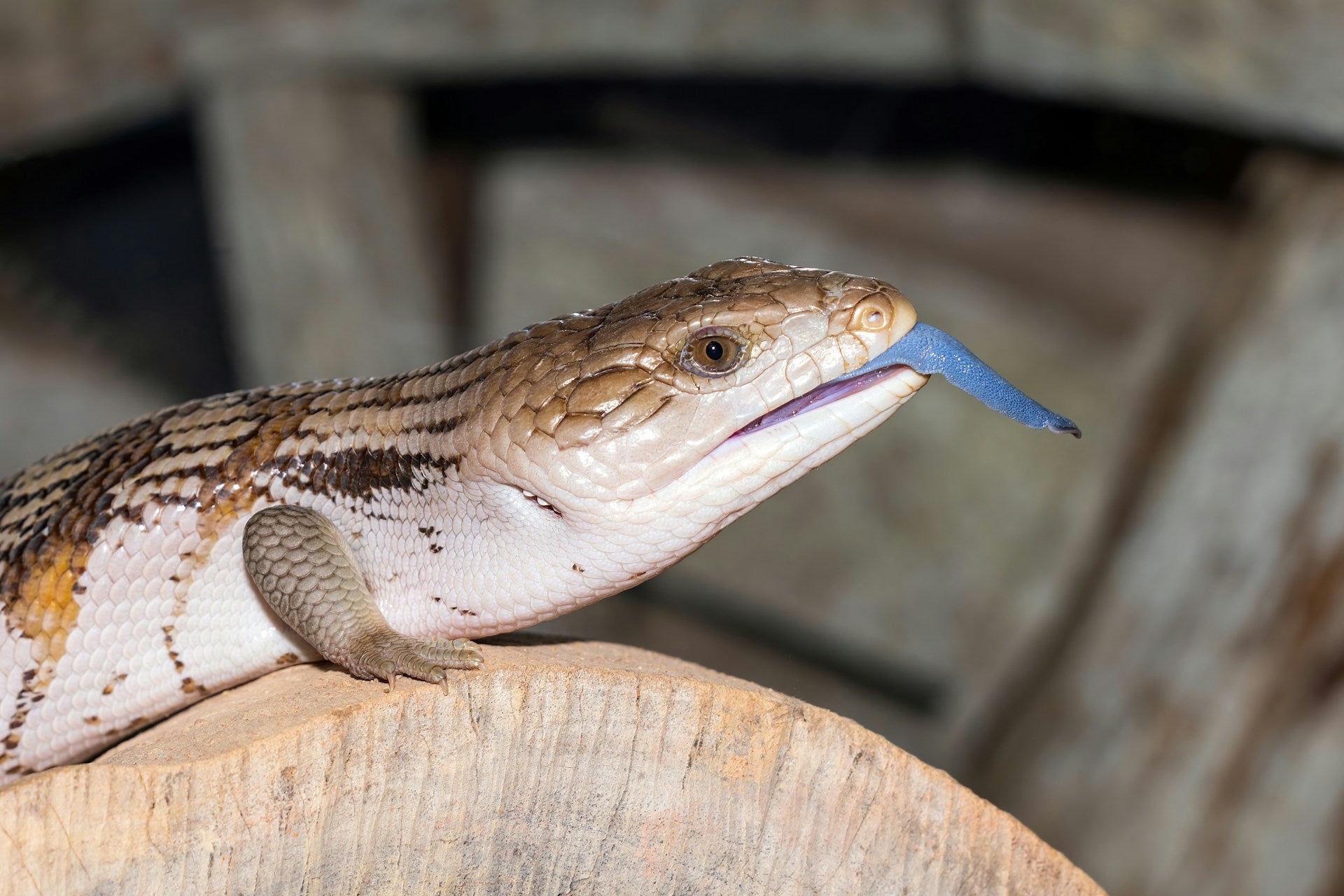 Plants for Blue Tongue Skinks – Cedar Bridge Botanicals