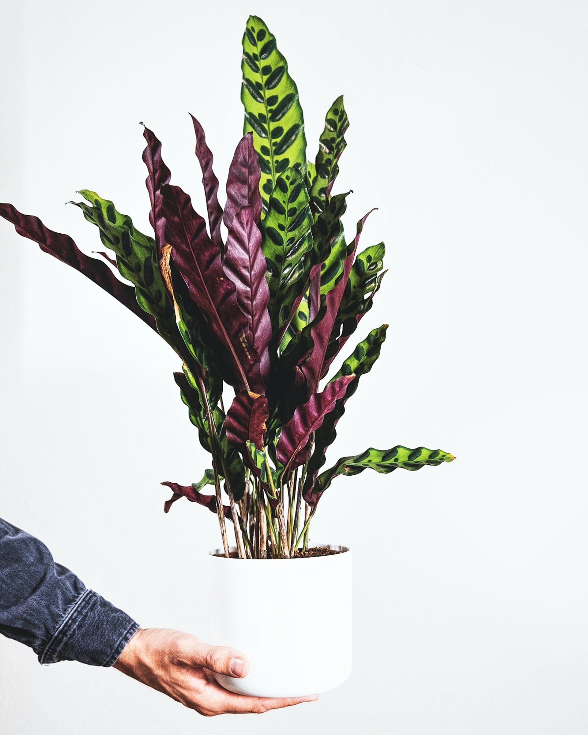 Calathea (Prayer Plant) Care  Cedar Bridge Botanicals