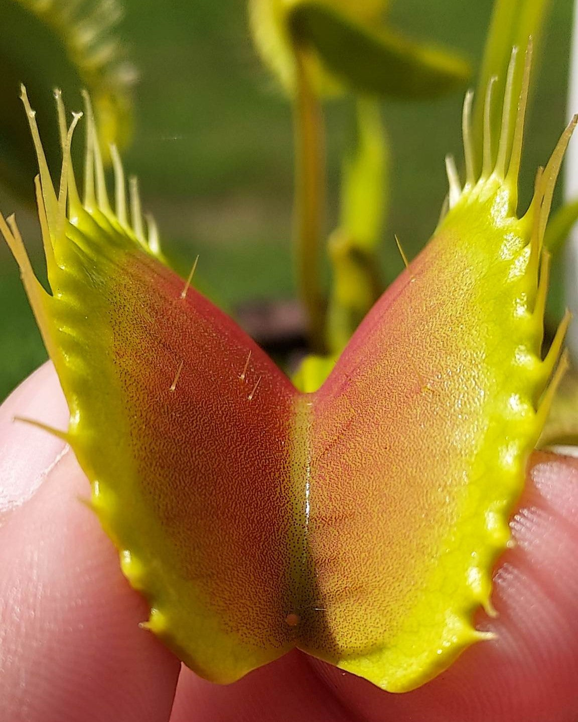 Carnivorous Plants – Cedar Bridge Botanicals