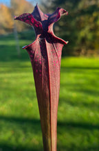 Load image into Gallery viewer, Sarracenia x moorei