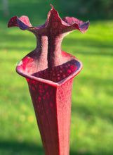 Load image into Gallery viewer, Sarracenia x moorei