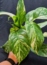 Load image into Gallery viewer, Epipremnum pinnatum albo