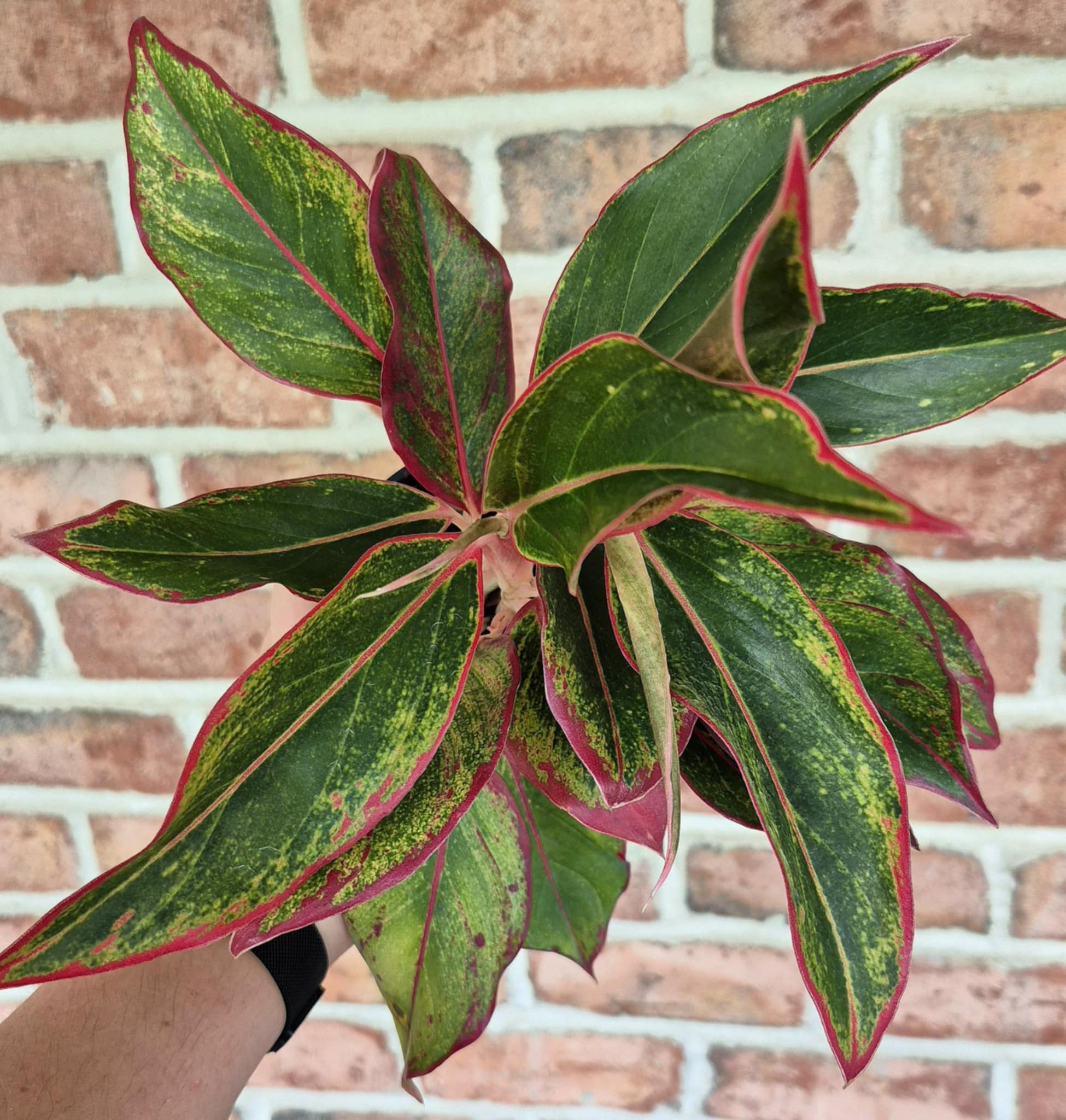 Chinese Evergreen (Aglaonema 'Red Siam') – Cedar Bridge Botanicals