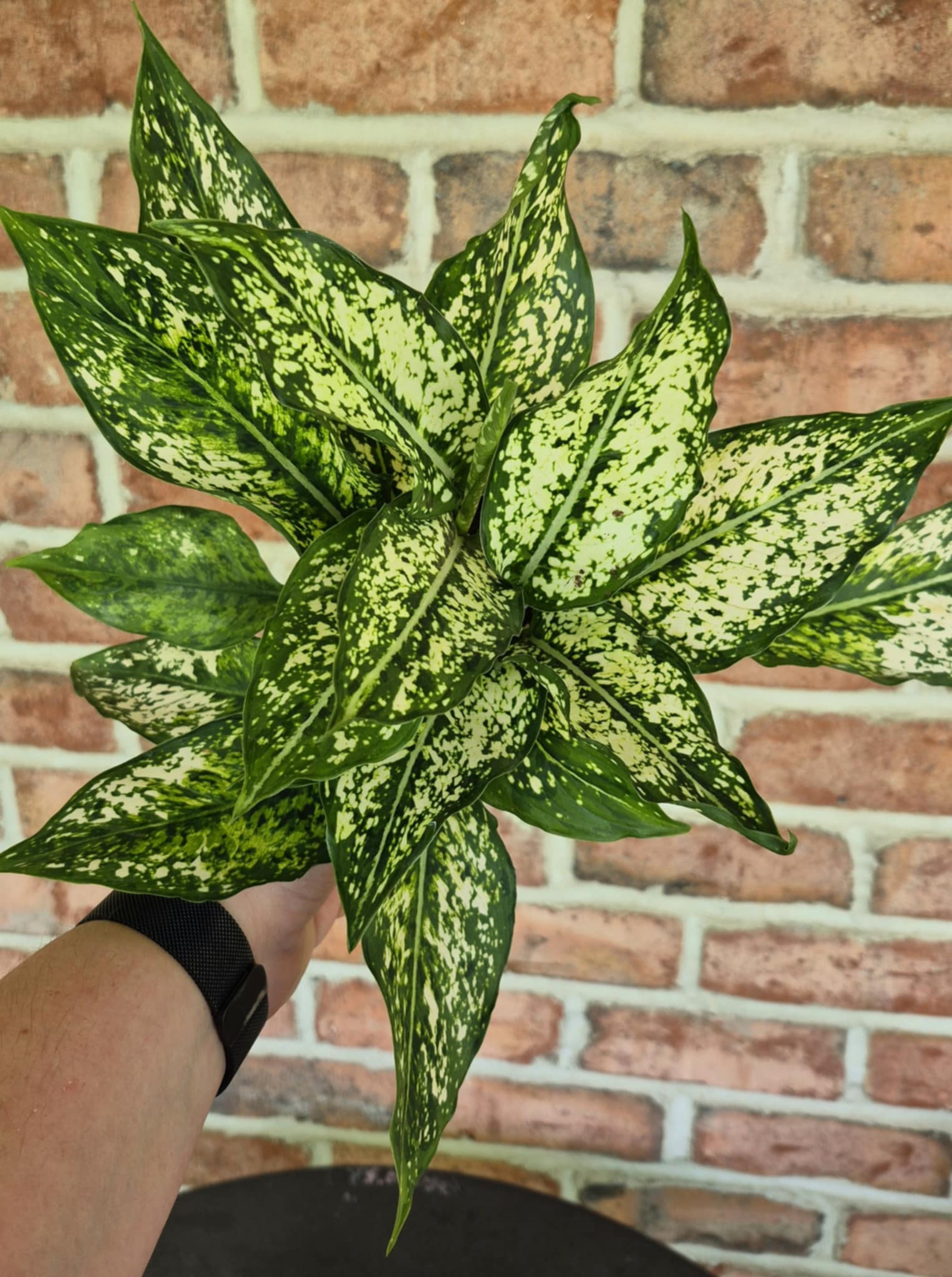 aglaonema spring snow Chinese Evergreen (Aglaonema 'Spring Snow') – Cedar Bridge Botanicals