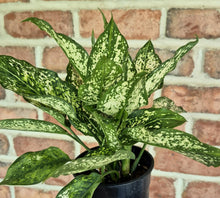 Load image into Gallery viewer, Chinese Evergreen (Aglaonema 'Spring Snow')