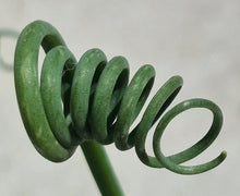 Load image into Gallery viewer, Frizzle Sizzle (Albuca spiralis 'Frizzle Sizzle')