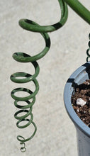 Load image into Gallery viewer, Frizzle Sizzle (Albuca spiralis 'Frizzle Sizzle')
