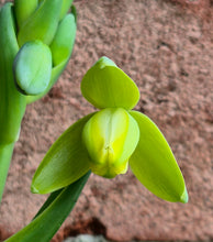 Load image into Gallery viewer, Frizzle Sizzle (Albuca spiralis 'Frizzle Sizzle')