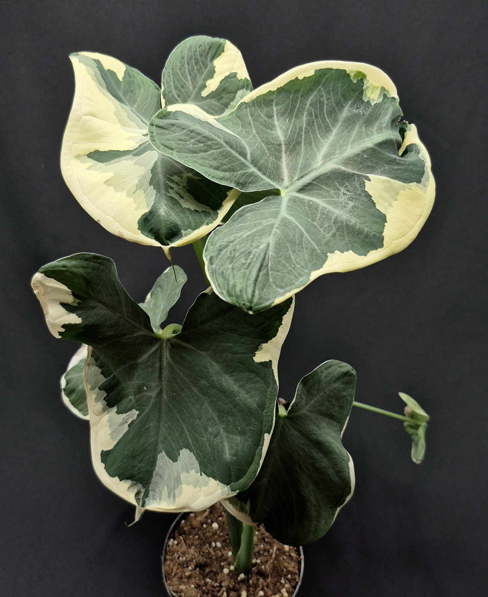 専用Prabu, exsotika var, salaca aurea,noid Alocasia 'Mickey Mouse' (Xanthosoma sagittifolium) – Cedar Bridge