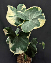 Load image into Gallery viewer, Alocasia 'Mickey Mouse' (Xanthosoma sagittifolium)