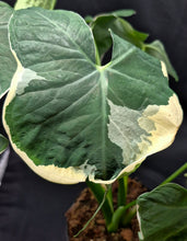Load image into Gallery viewer, Alocasia 'Mickey Mouse' (Xanthosoma sagittifolium)