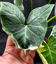 Load image into Gallery viewer, Alocasia 'Mickey Mouse' (Xanthosoma sagittifolium)