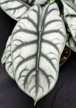 Load image into Gallery viewer, Alocasia 'Silver Dragon'