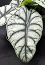 Load image into Gallery viewer, Alocasia 'Silver Dragon'