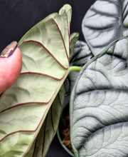 Load image into Gallery viewer, Alocasia 'Silver Dragon'