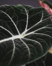 Load image into Gallery viewer, Alocasia 'Black Velvet'