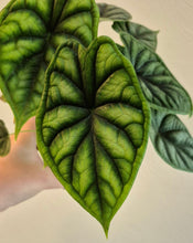 Load image into Gallery viewer, Alocasia 'Dragon Scale'