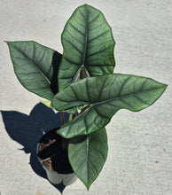 Load image into Gallery viewer, Alocasia 'Platinum'