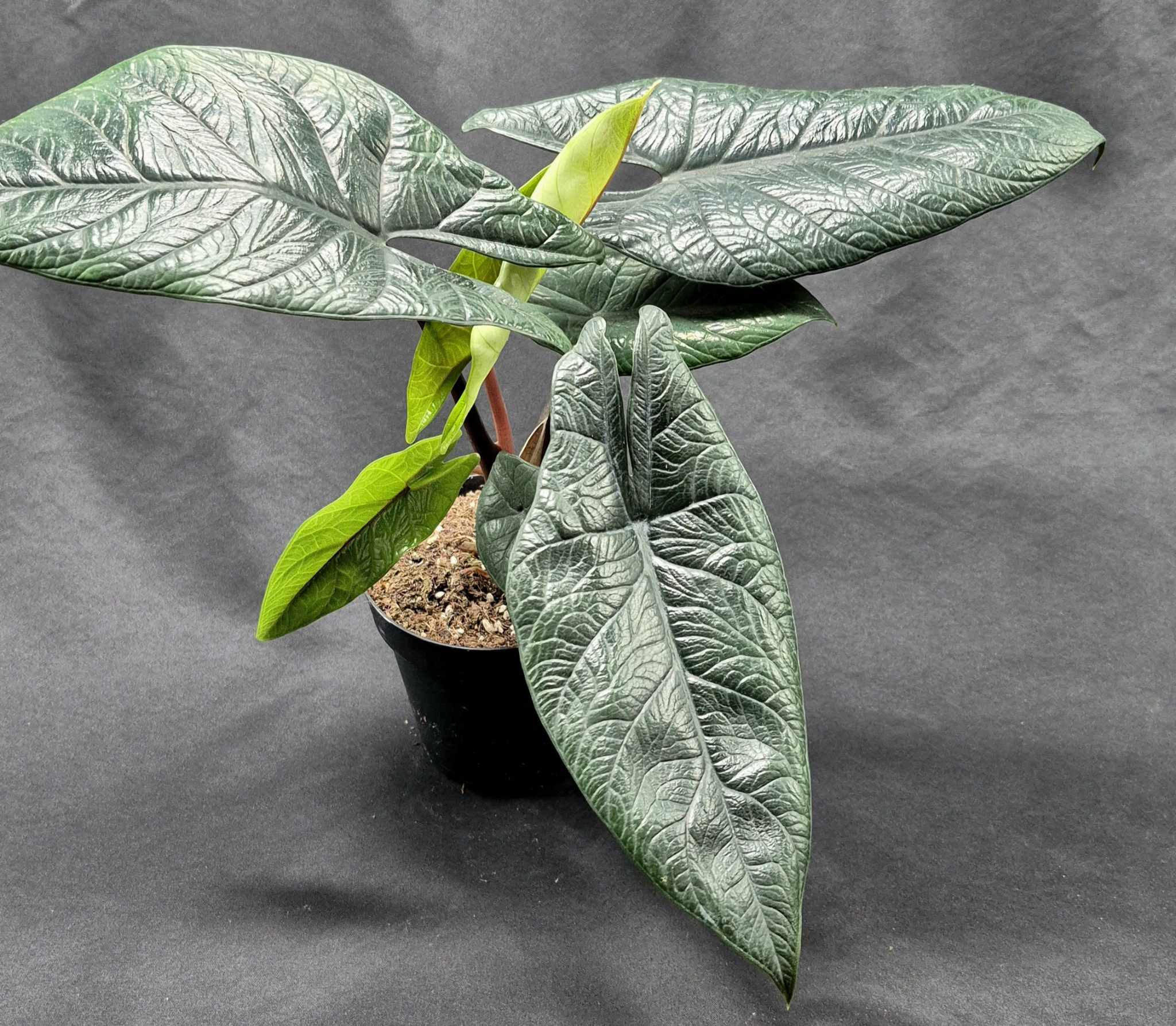 Alocasia scalprum – Cedar Bridge Botanicals