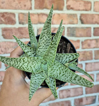 Load image into Gallery viewer, Aloe 'White Fox' (Aloe rauhii 'White Fox')
