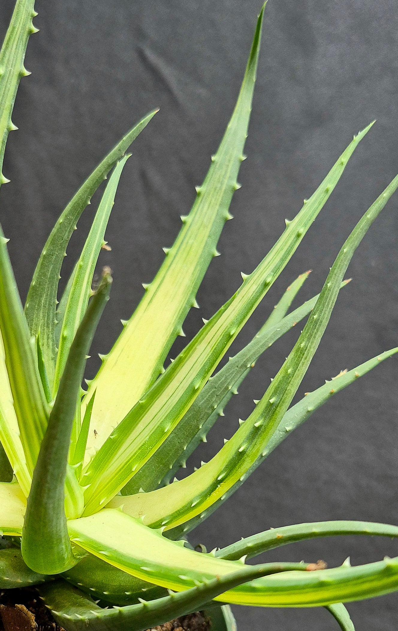 Aloesolarflare1.jpg?v=1743789577