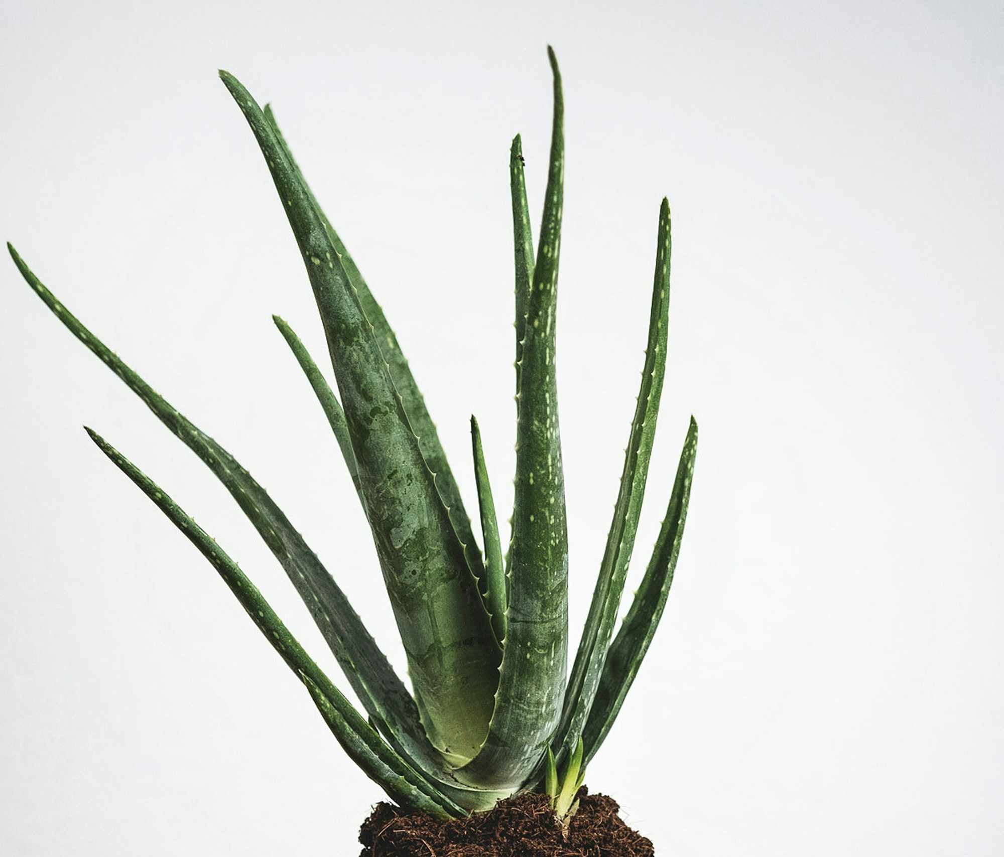 Aloe vera  Cedar Bridge Botanicals