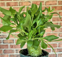 Load image into Gallery viewer, Ant Plant (Hydnophytum papuanum)