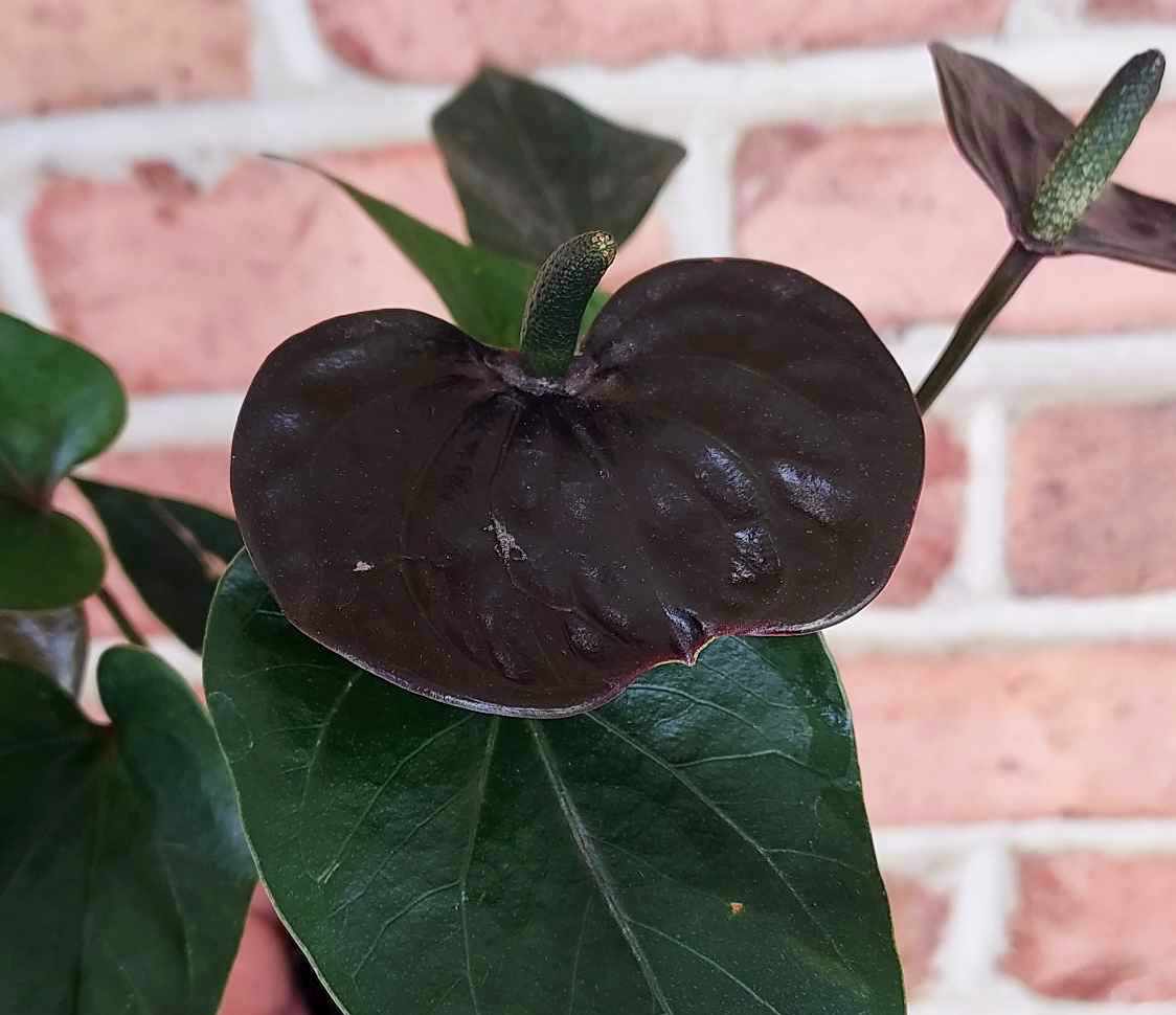 Black Flamingo Flower (Anthurium andraeanum) – Cedar Bridge Botanicals