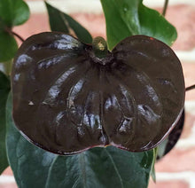 Load image into Gallery viewer, Black Flamingo Flower (Anthurium andraeanum)
