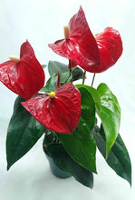 Load image into Gallery viewer, Red Flamingo Flower (Anthurium andraeanum)