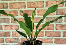 Load image into Gallery viewer, Bird's Nest Anthurium (Anthurium hookeri)