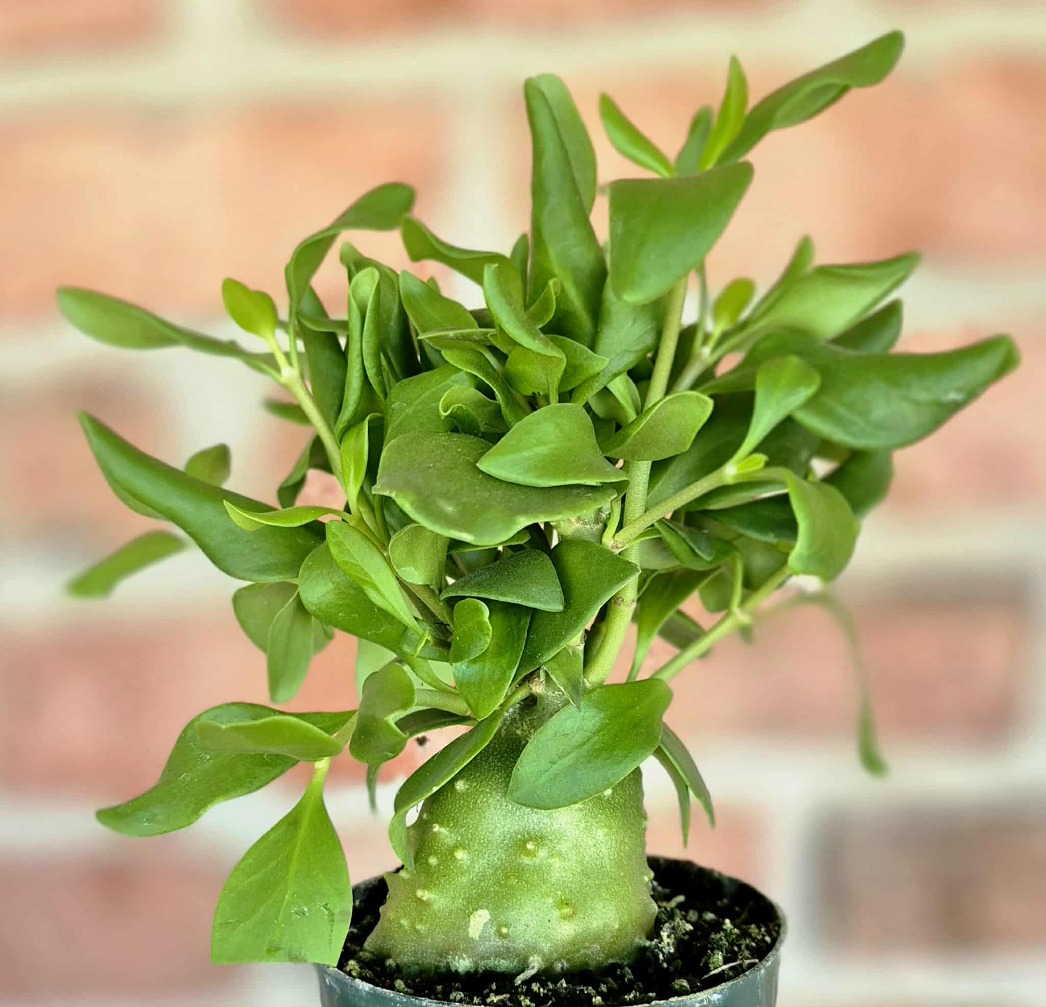 ants in indoor plant pot Ant Plant (Hydnophytum papuanum) – Cedar Bridge Botanicals