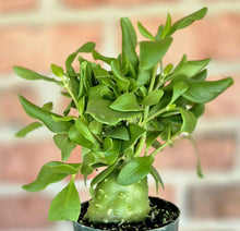 Load image into Gallery viewer, Ant Plant (Hydnophytum papuanum)