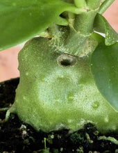 Load image into Gallery viewer, Ant Plant (Hydnophytum papuanum)