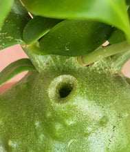 Load image into Gallery viewer, Ant Plant (Hydnophytum papuanum)