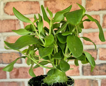 Load image into Gallery viewer, Ant Plant (Hydnophytum papuanum)