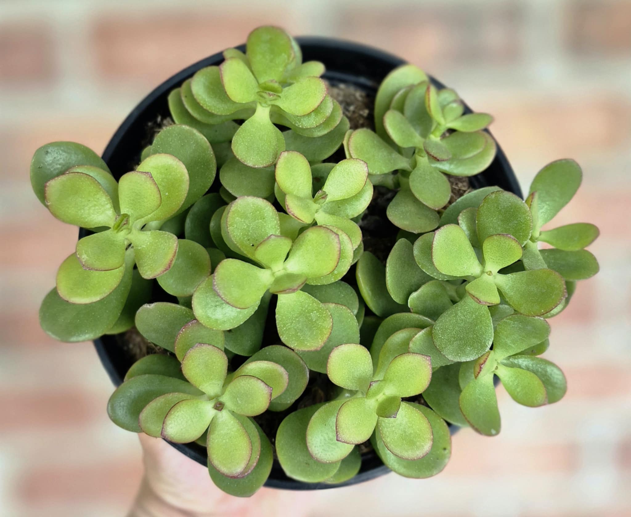 Baby Jade (Crassula ovata 'Baby Jade') – Cedar Bridge Botanicals