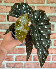 Load image into Gallery viewer, Begonia 'Black Forest'