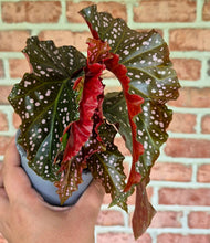 Load image into Gallery viewer, Begonia 'Cracklin' Rosie'