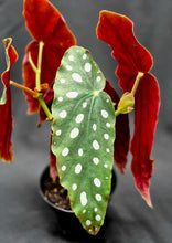 Load image into Gallery viewer, Polka Dot Begonia (Begonia maculata var. wrightii)
