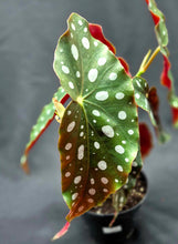 Load image into Gallery viewer, Polka Dot Begonia (Begonia maculata var. wrightii)