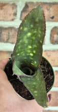 Load image into Gallery viewer, Billbergia sp.