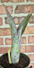 Load image into Gallery viewer, Billbergia sp.