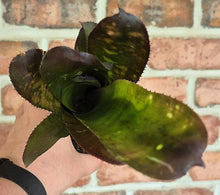 Load image into Gallery viewer, Billbergia sp.