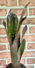 Load image into Gallery viewer, Billbergia sp.