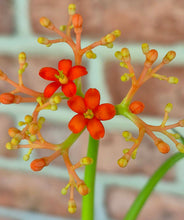 Load image into Gallery viewer, Buddha Belly (Jatropha podagrica)