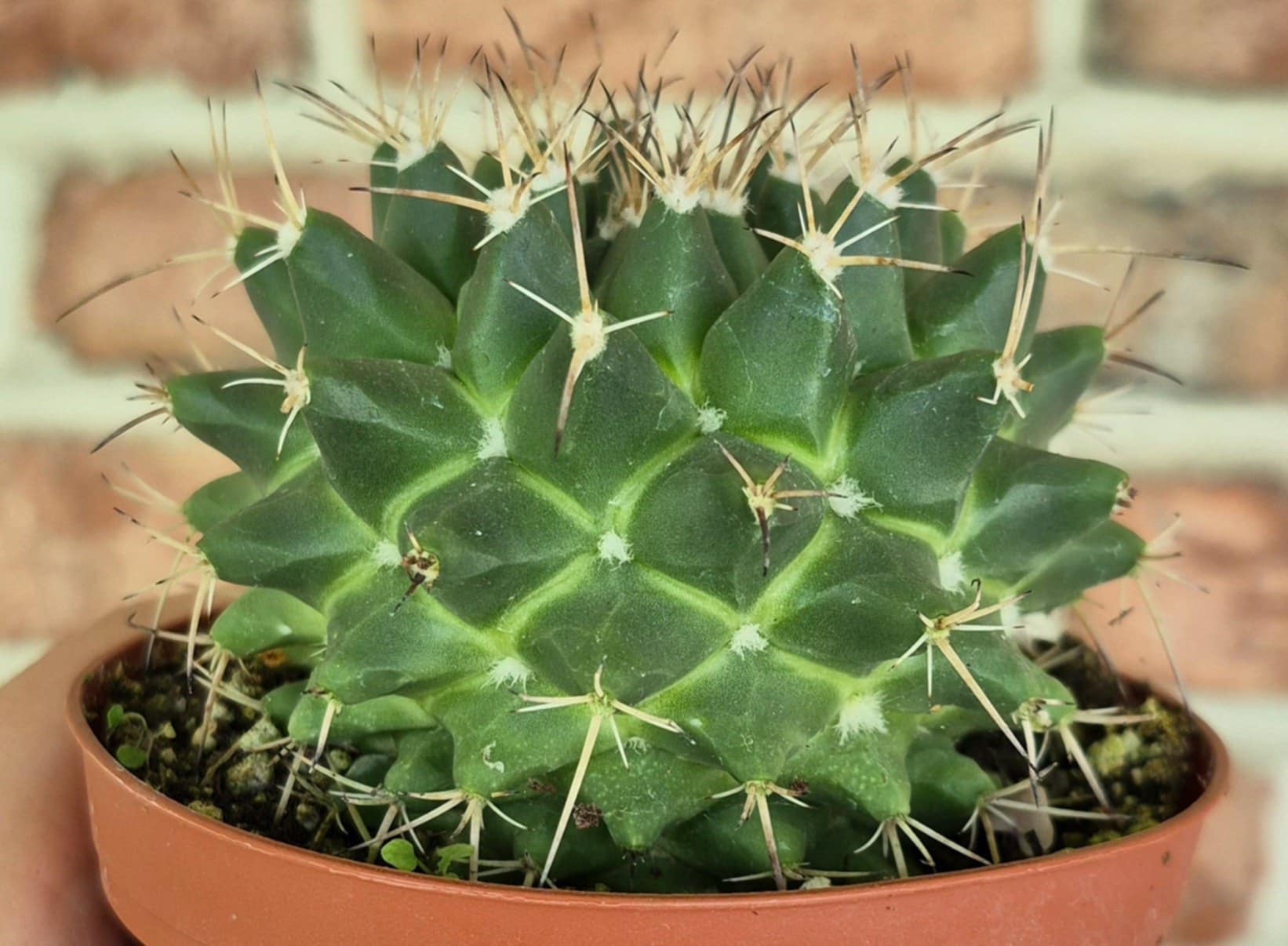 mammillaria decipiens Pincushion Cactus (Mammillaria polythele) – Cedar Bridge Botanicals