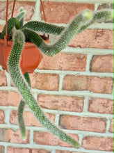 Load image into Gallery viewer, Monkey Tail Cactus (Cleistocactus colademononis)