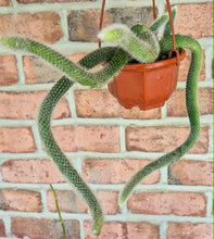 Load image into Gallery viewer, Monkey Tail Cactus (Cleistocactus colademononis)